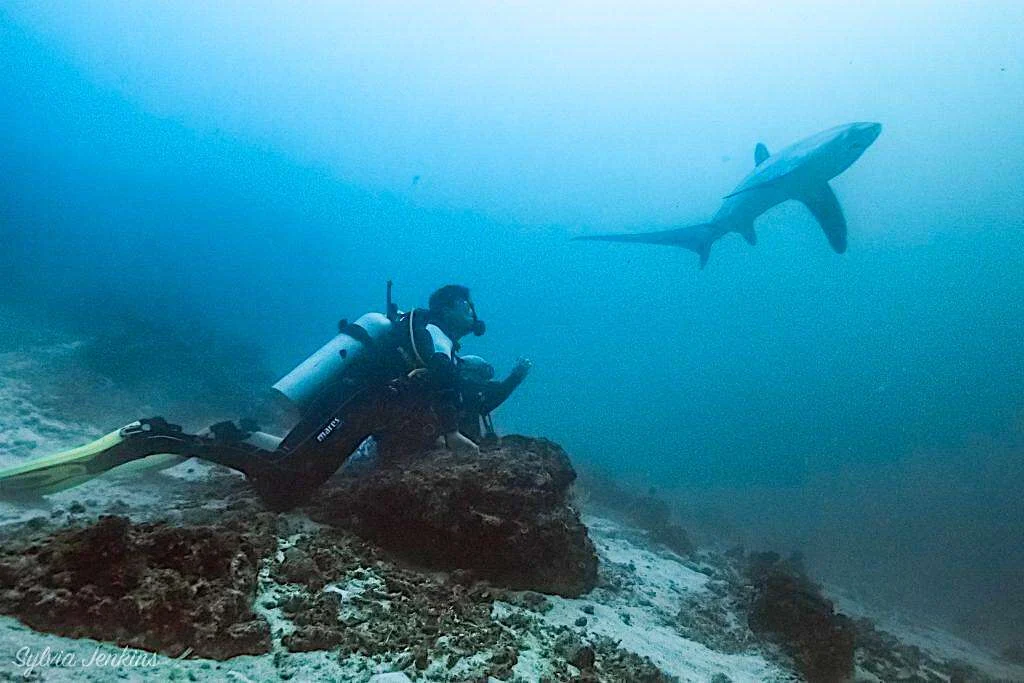 Monad Shoal, the old thresher shark dive site