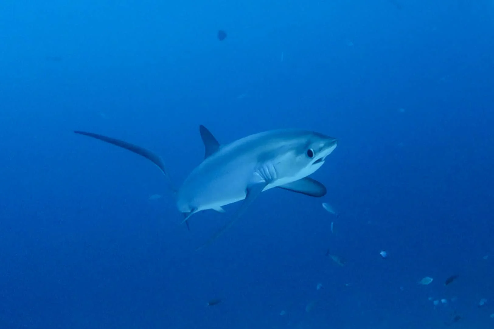 Thresher shark at Monad Shoal Malapascua