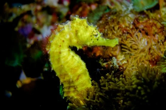 Seahorse clinging to coral at Gato Island