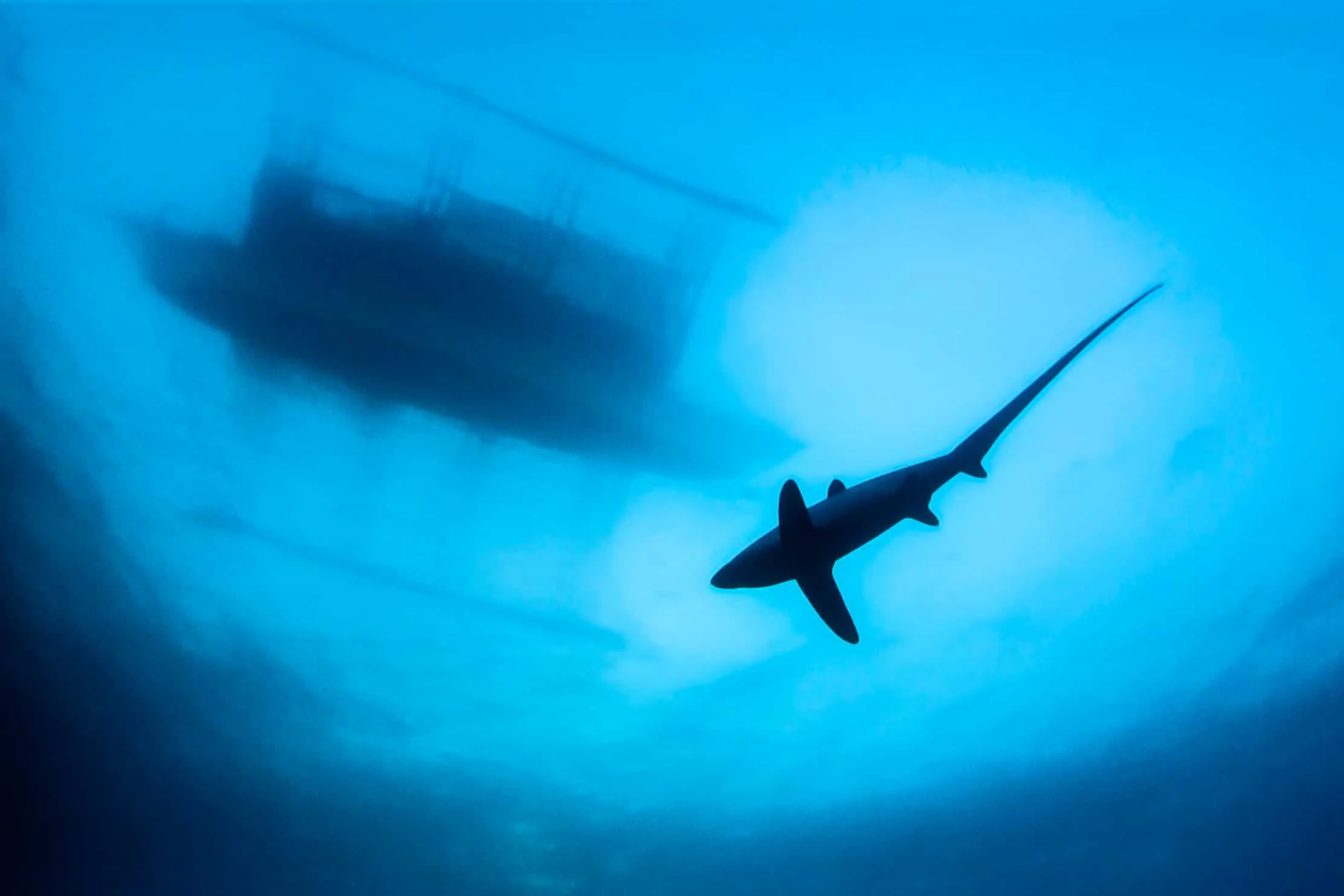 Thresher shark diving at Monad Shoal, Malapascua Island