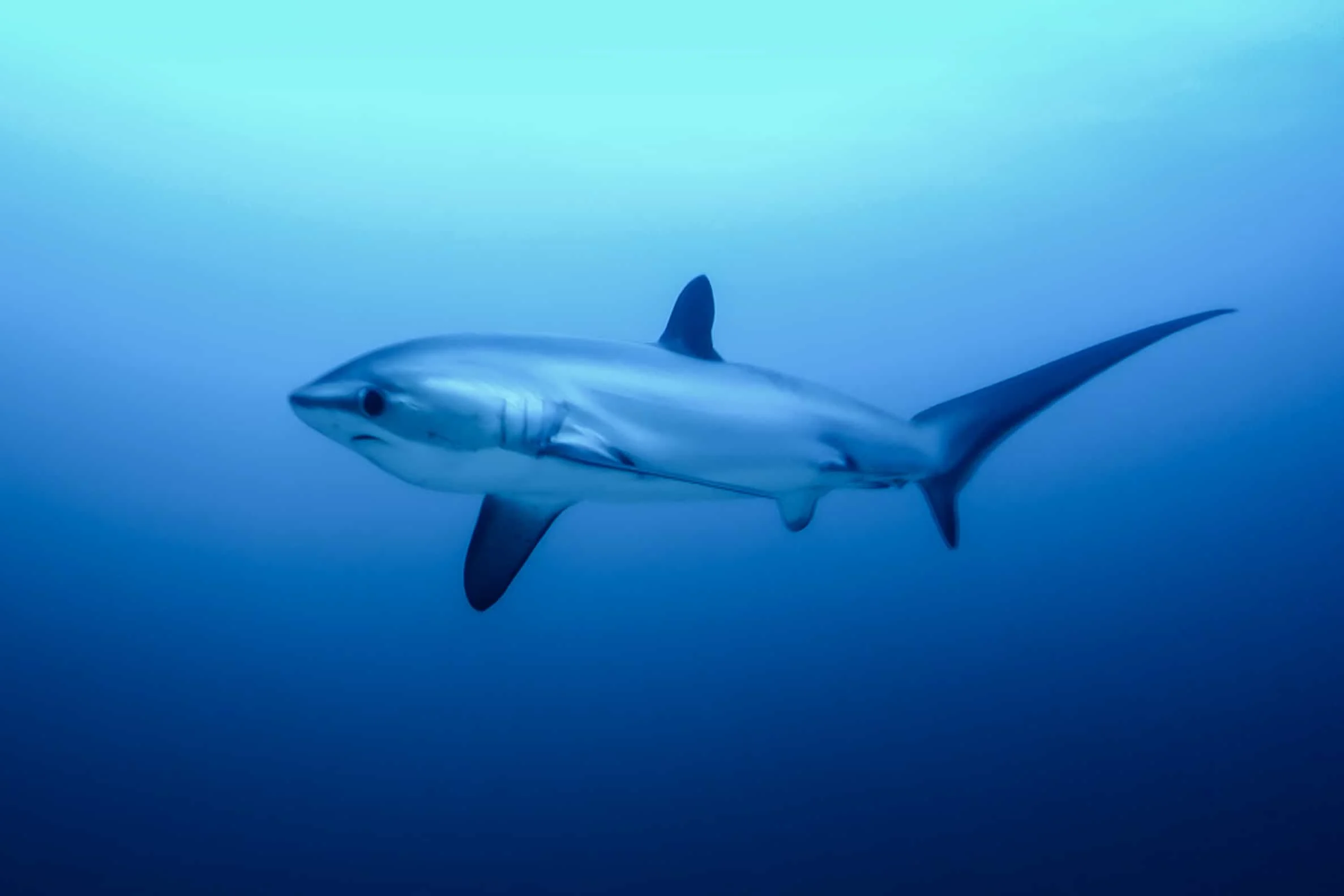 Thresher shark encounter during an early morning dive at Malapascua
