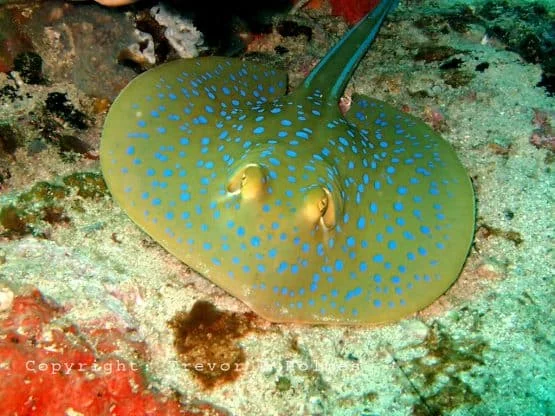 Blue Spotted Ray copy e1568101658468 at Thresher Shark Divers, Malapascua Island