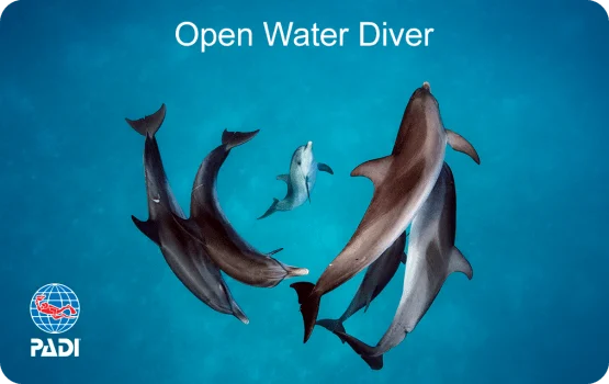 Open Water course pool training at Thresher Shark Divers