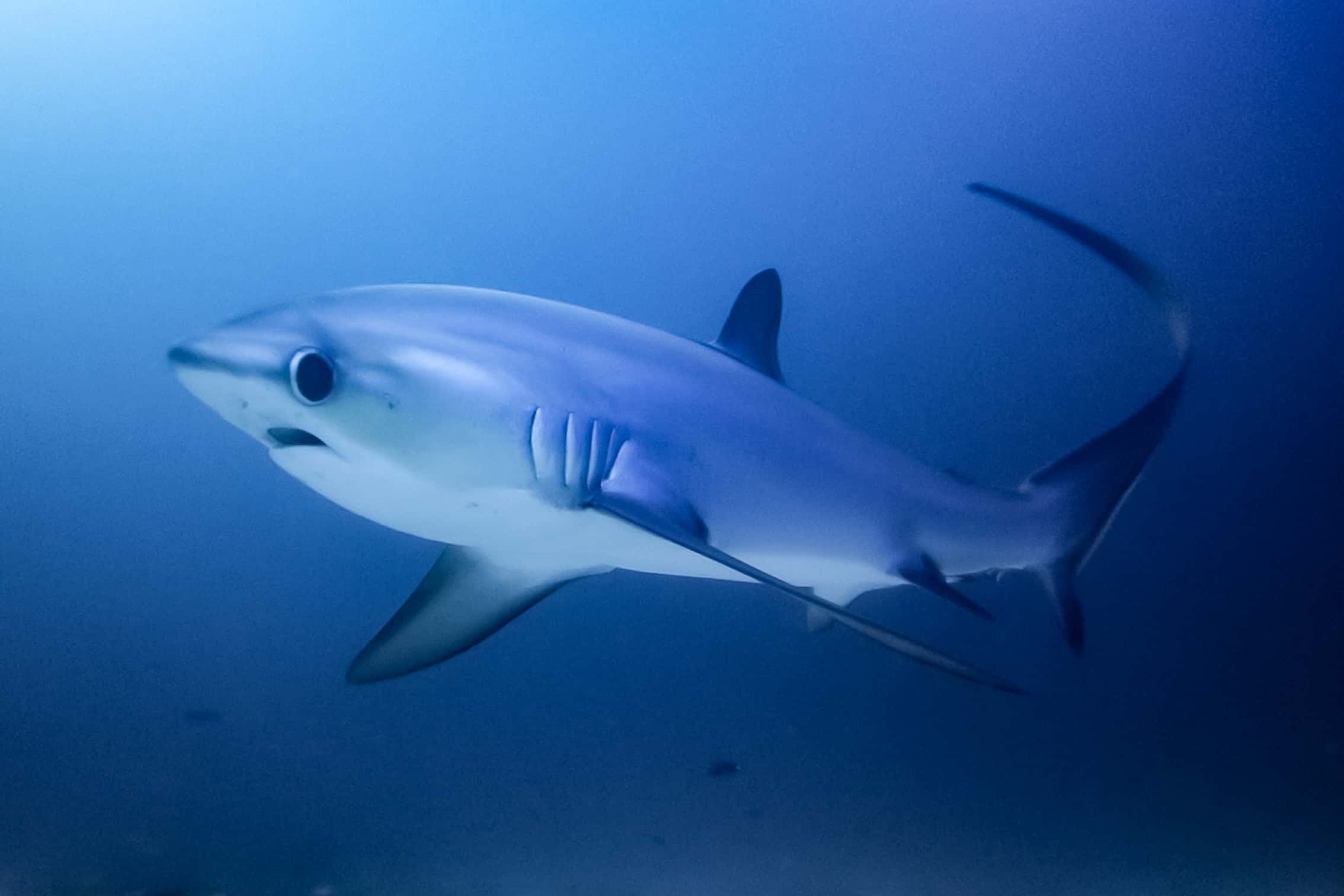 Malapascua Thresher Shark