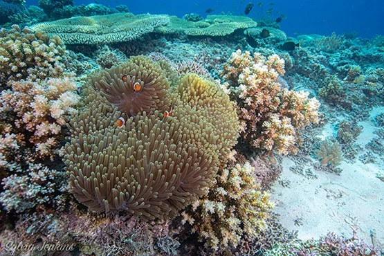 Coral reef diving Malapascua