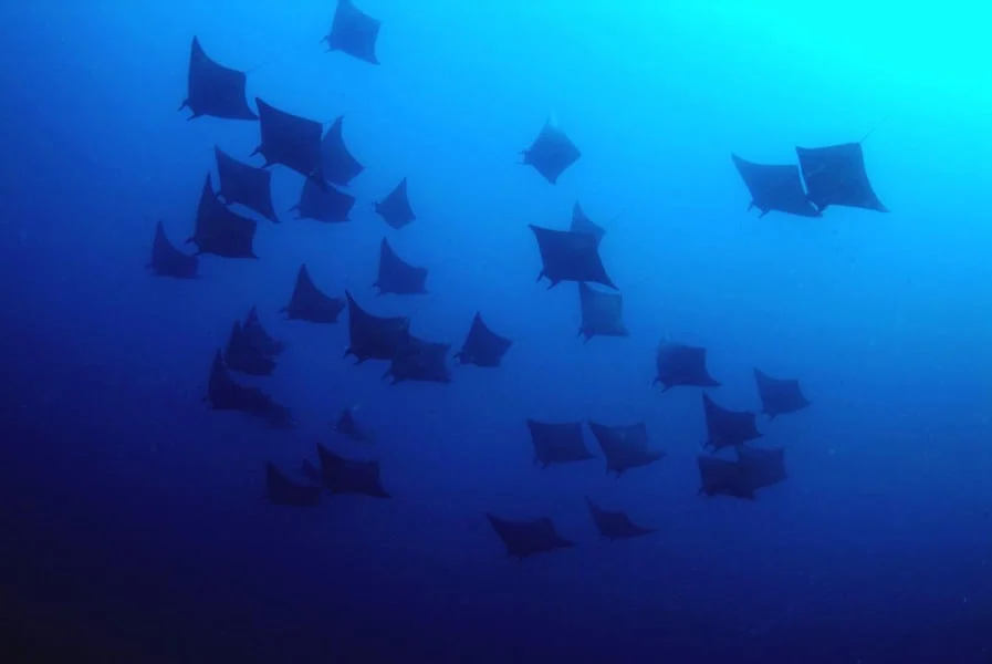 devilray l at Thresher Shark Divers, Malapascua Island