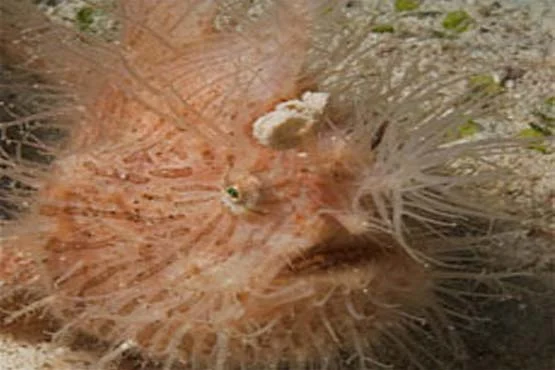 A hairy frogfish perfectly camouflaged on the reef