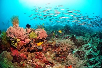 Thriving reef ecosystem around Malapascua Island