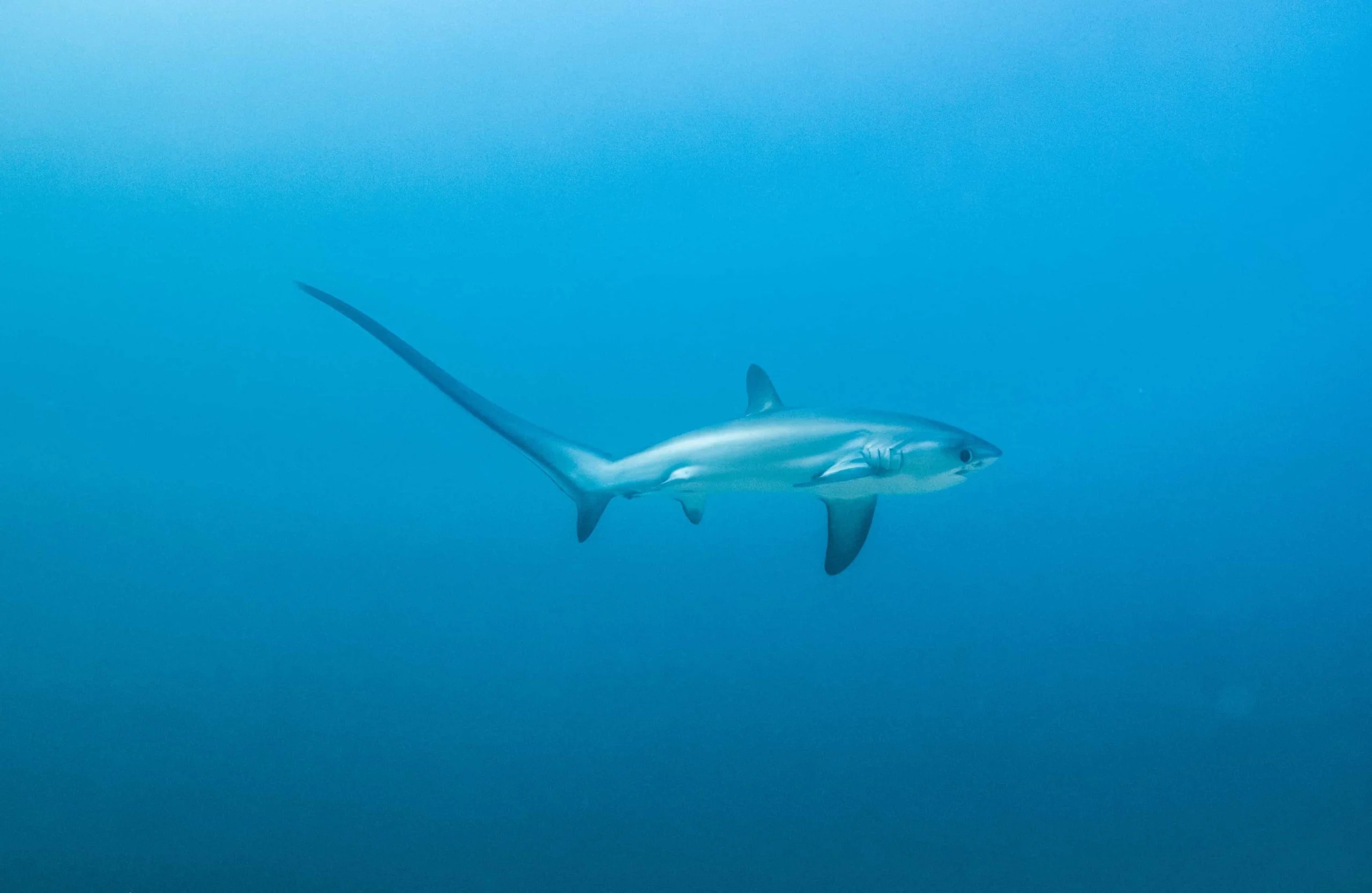 Padi Advanced Open Water Malapascua - Diver with perfect buoyancy on Malapascua reef
