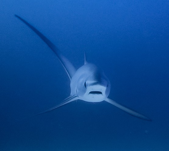 Malapascua Thresher Shark