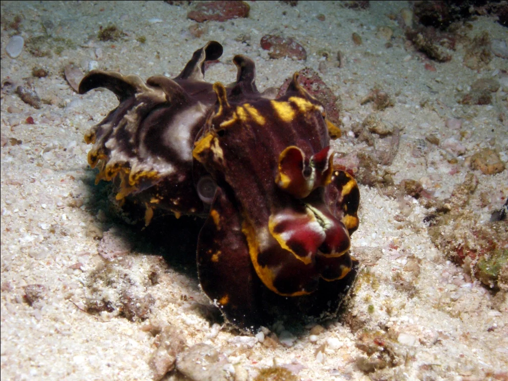 OLYMPUS DIGITAL CAMERA Flamboyant cuttlefish at Malapascua underwater photography