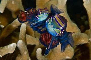 mandarin-fish-malapascua Mandarin fish close-up, Malapascua dive site marine life