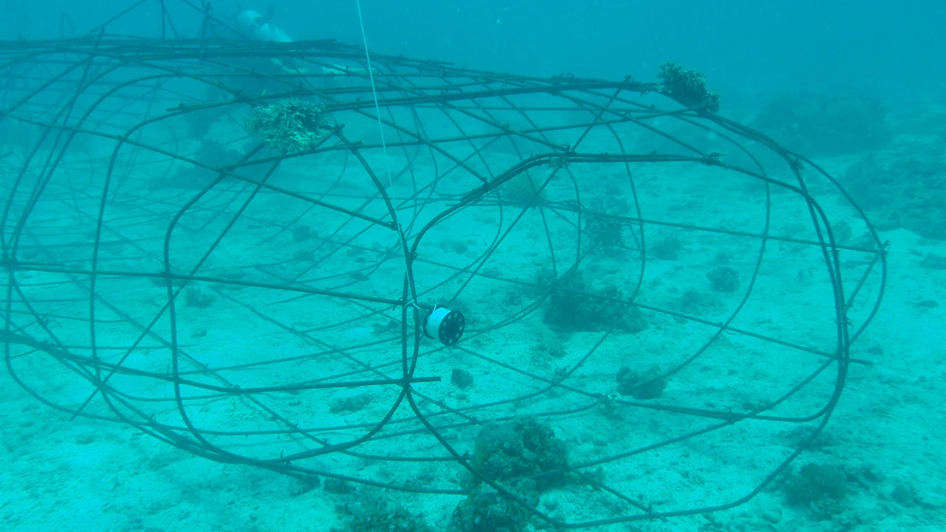 Rebar artificial reef structure with coral growth, Malapascua conservation