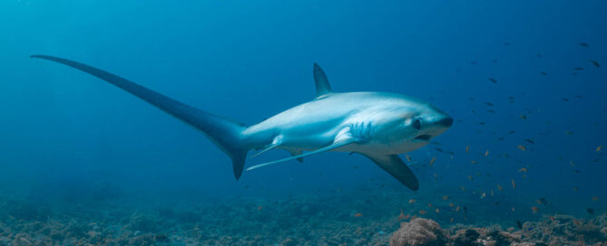 Thresher shark encounter at Kimud dive site, Malapascua