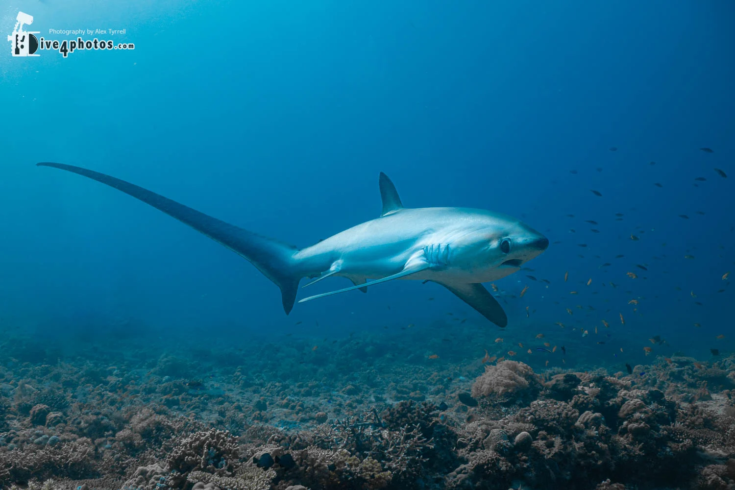 Pelagic Thresher Shark (Alopias pelagicus) Thresher shark encounter at Kimud dive site, Malapascua