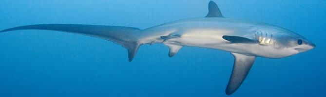 Thresher shark with distinctive scythe tail at Malapascua dive site
